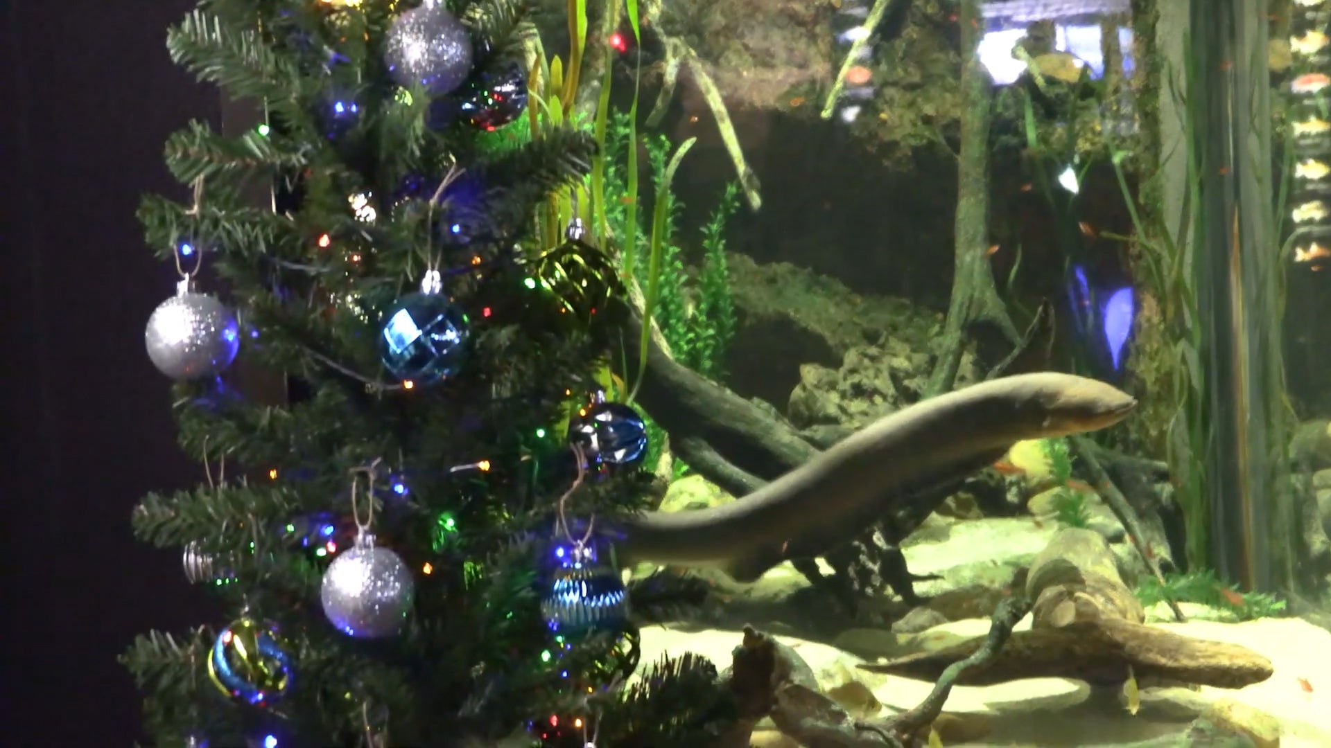 Electric Eel Lights Christmas Tree at Tennessee Aquarium The Weather